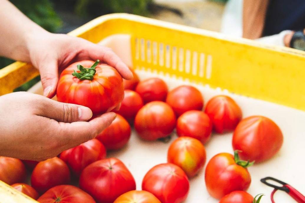 Farmers Trip 初夏の恵 光樹トマトの森をお散歩 みんな喜ぶボーノ レシピ 川副 とまと屋ファーム江島 前編 Editors Saga