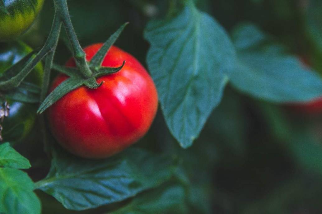 Farmers Trip 初夏の恵 光樹トマトの森をお散歩 みんな喜ぶボーノ レシピ 川副 とまと屋ファーム江島 前編 Editors Saga