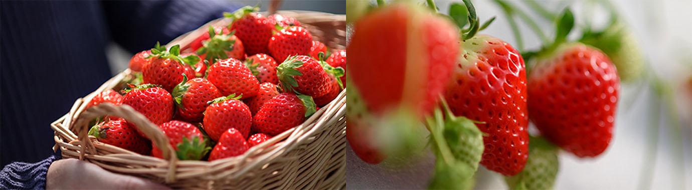 20210122_hc1_ousamanoichigo.jpg