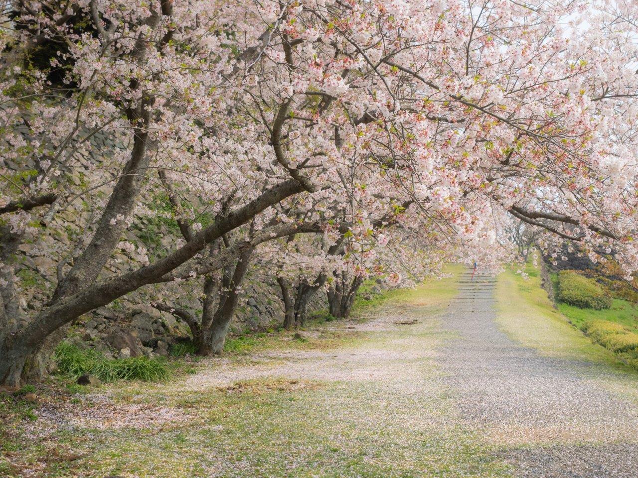 佐賀の桜21 エリア別お花見スポット 全41選 Editors Saga