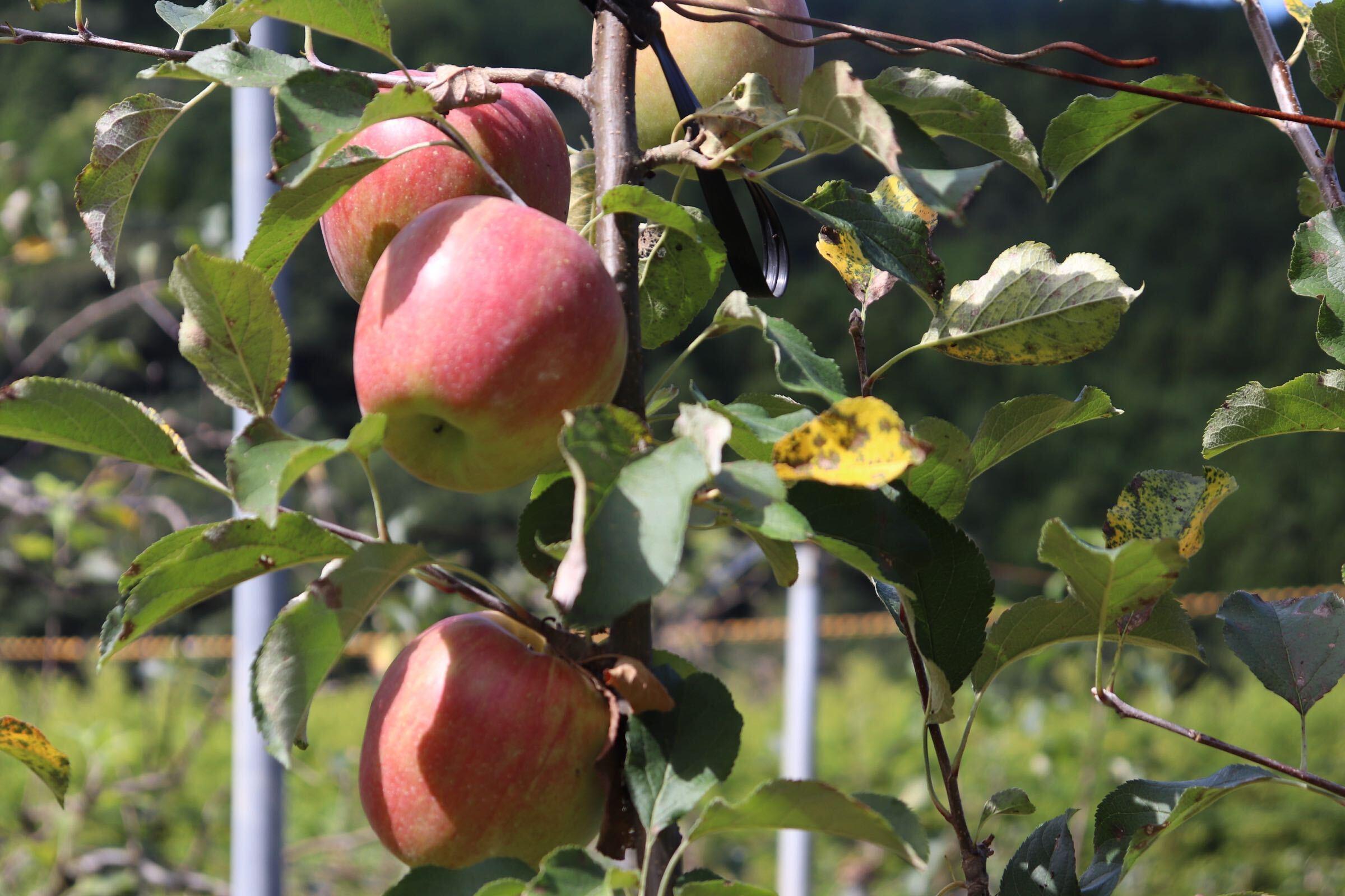 佐賀のりんご狩り 一の里りんご園 へ秋のおでかけ Editors Saga