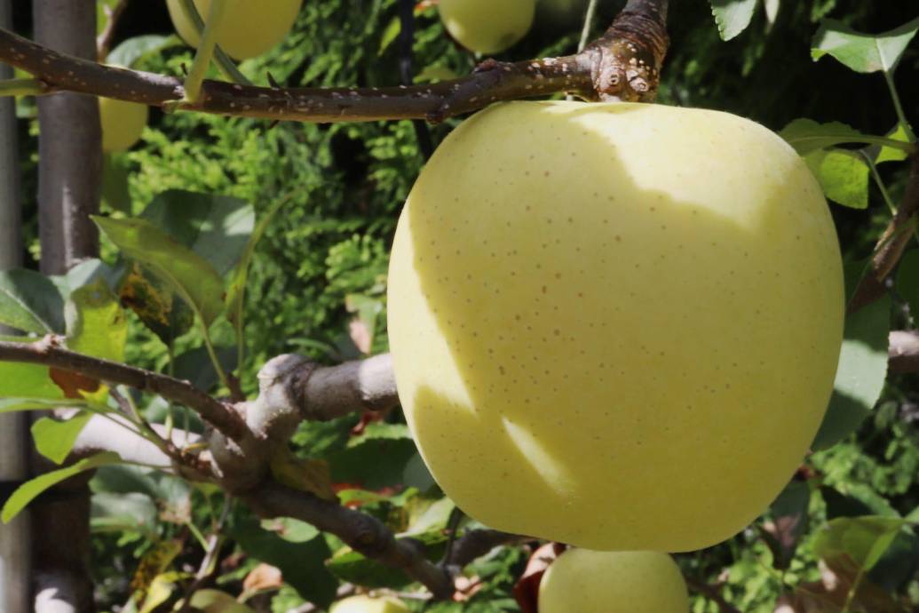 佐賀のりんご狩り 一の里りんご園 へ秋のおでかけ Editors Saga