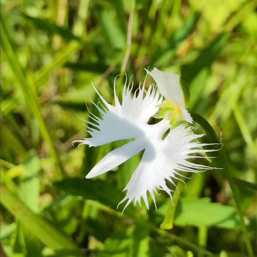 真夏の湿原に咲く天使 サギソウ を見に樫原湿原へ行こう Editors Saga