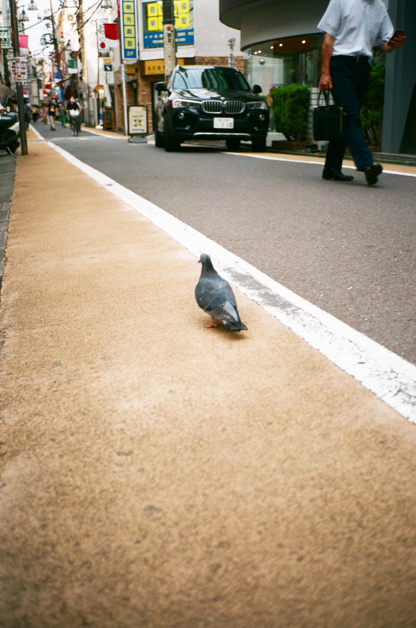 hato01web.jpg