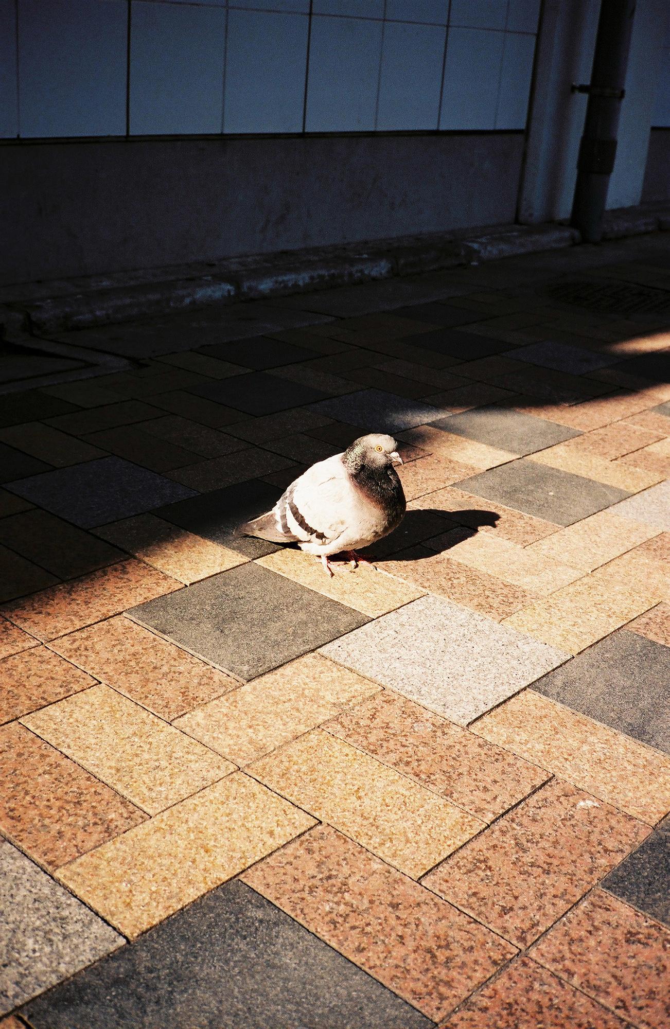 hato03web.jpg