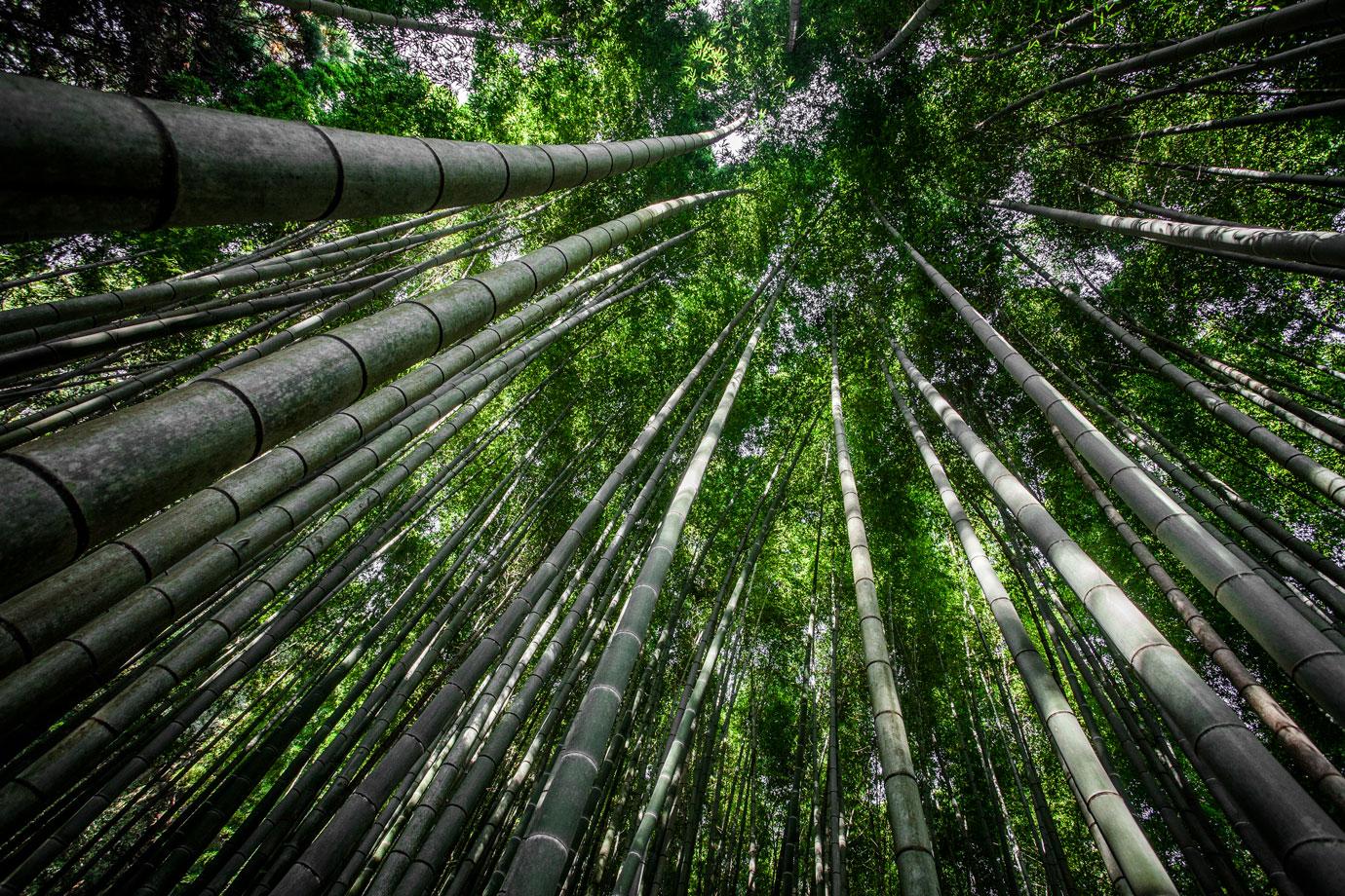 武雄神社の竹林の小径