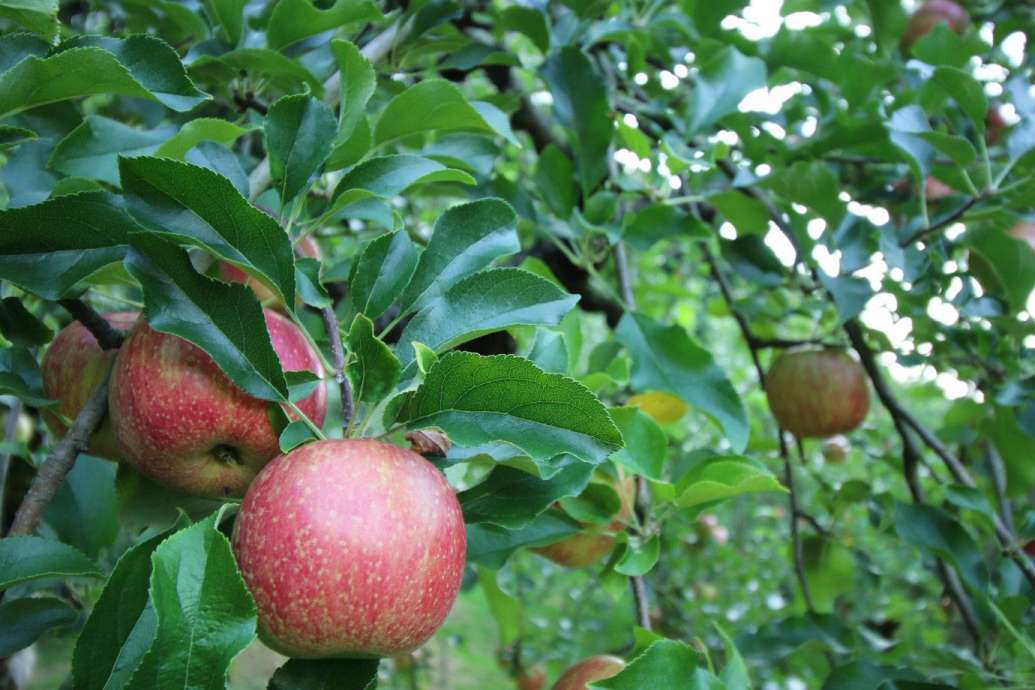 【マルヤスりんご園】佐賀でりんご狩り！見た目でびっくりなアップルパイ #5