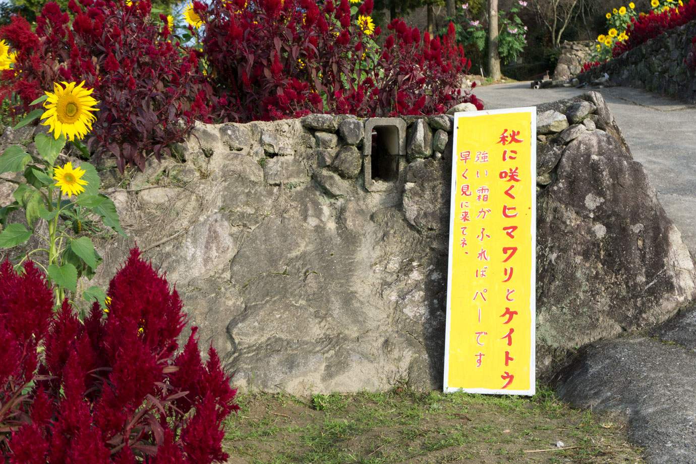 強い霜が降るとパーになりますという看板