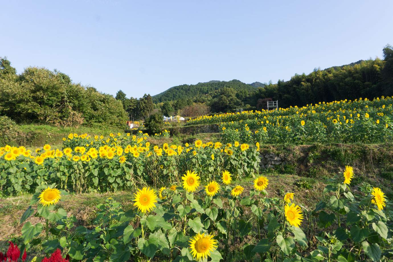 ひまわり園全景①