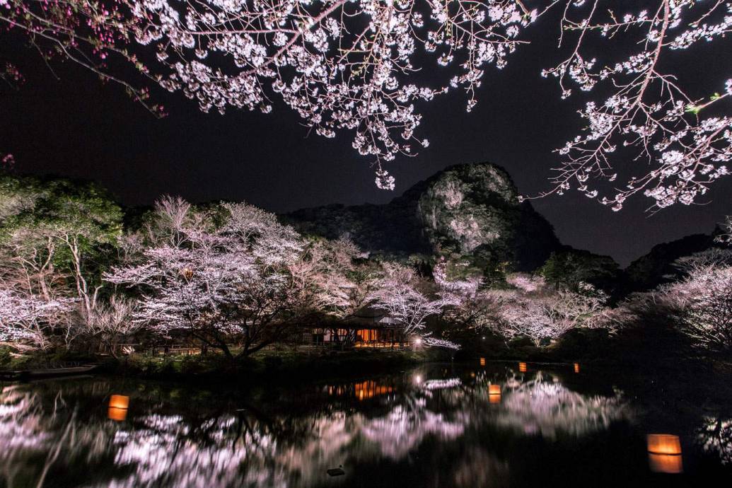 【御船山楽園】桜の季節到来！日本の自然美をいつでも楽しめる