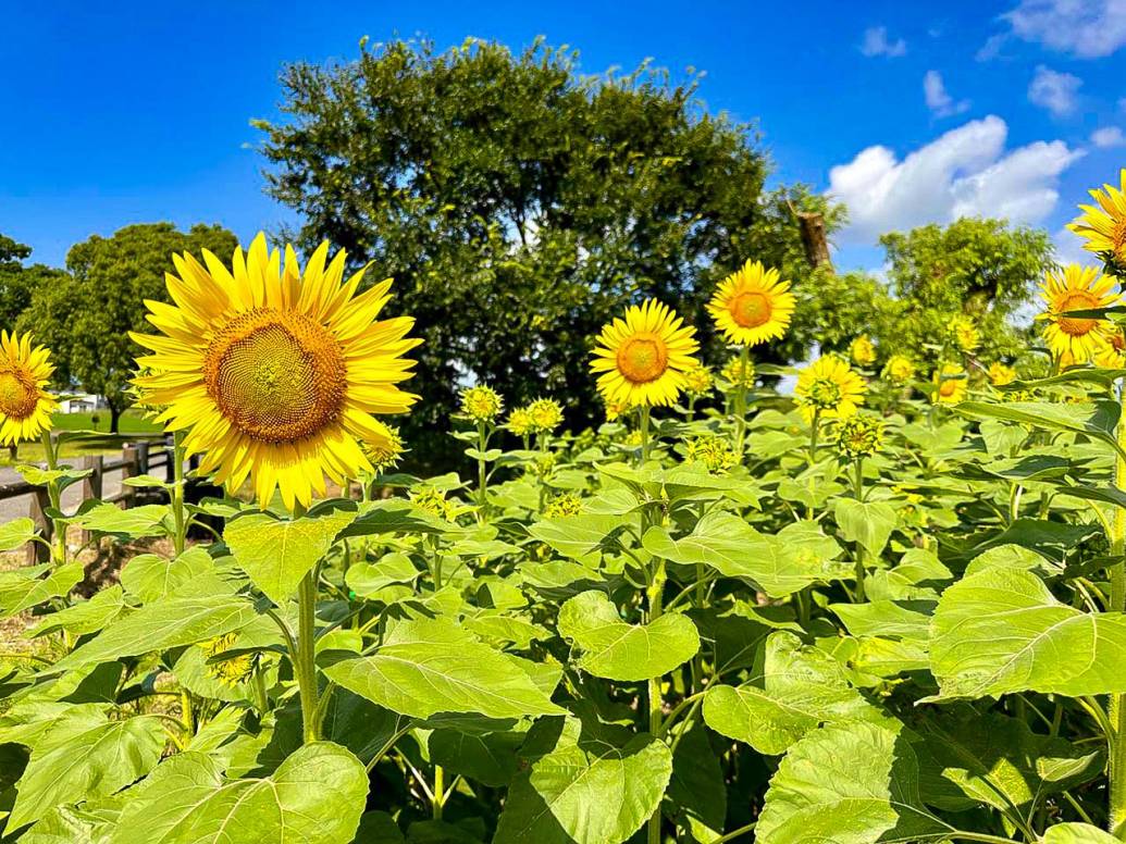 【ひょうたん島公園】佐賀市のひまわりの名所をご紹介！持ち帰りも大好評の人気スポット