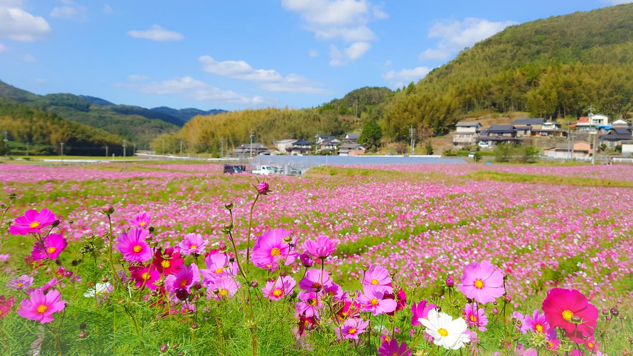 kosumosu2023_thumb3.jpg