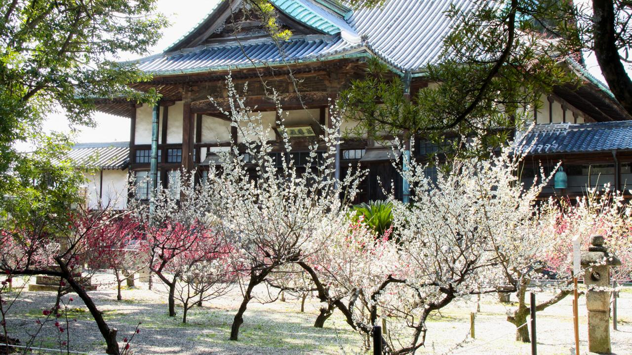 早くも開花！佐賀の「梅の名所」で春の訪れを感じよう