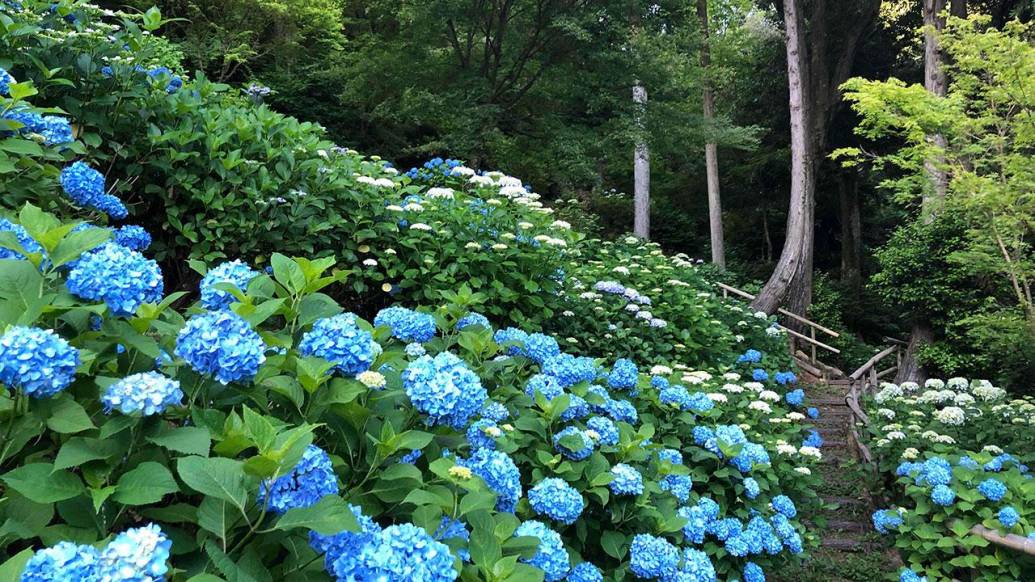 青い紫陽花が美しい基山の大興善寺