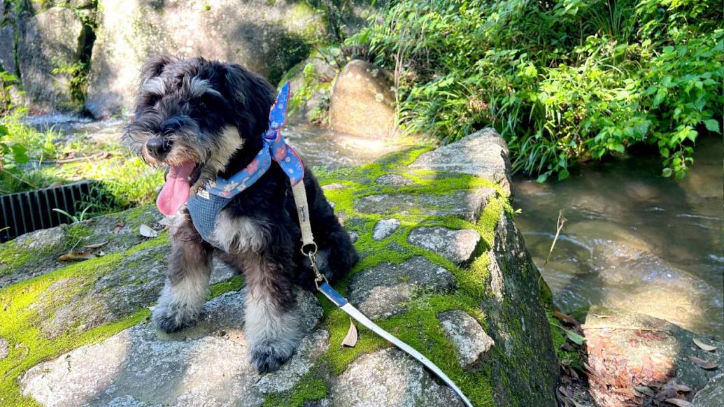 冷たい川が流れる仁比山公園でリフレッシュ！ワンちゃんと散歩してみた