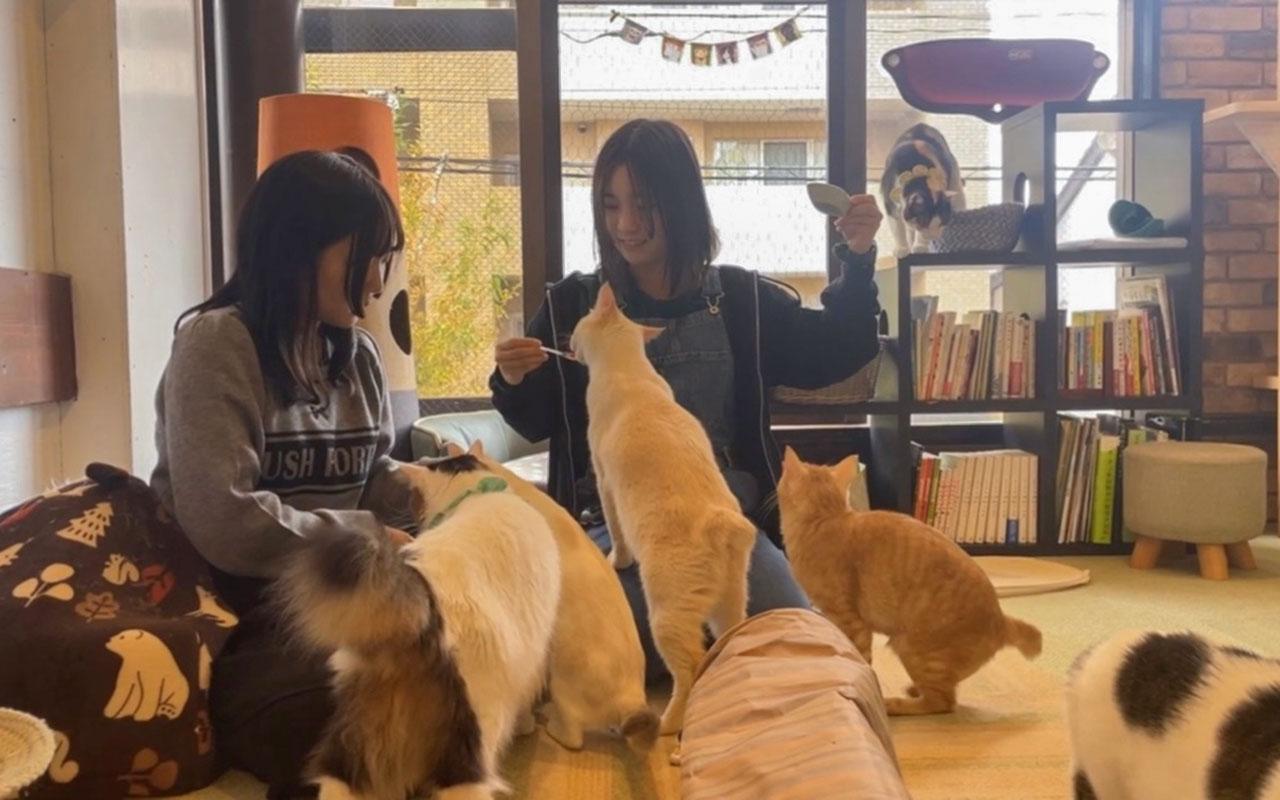 nekocafecoron_09.jpg