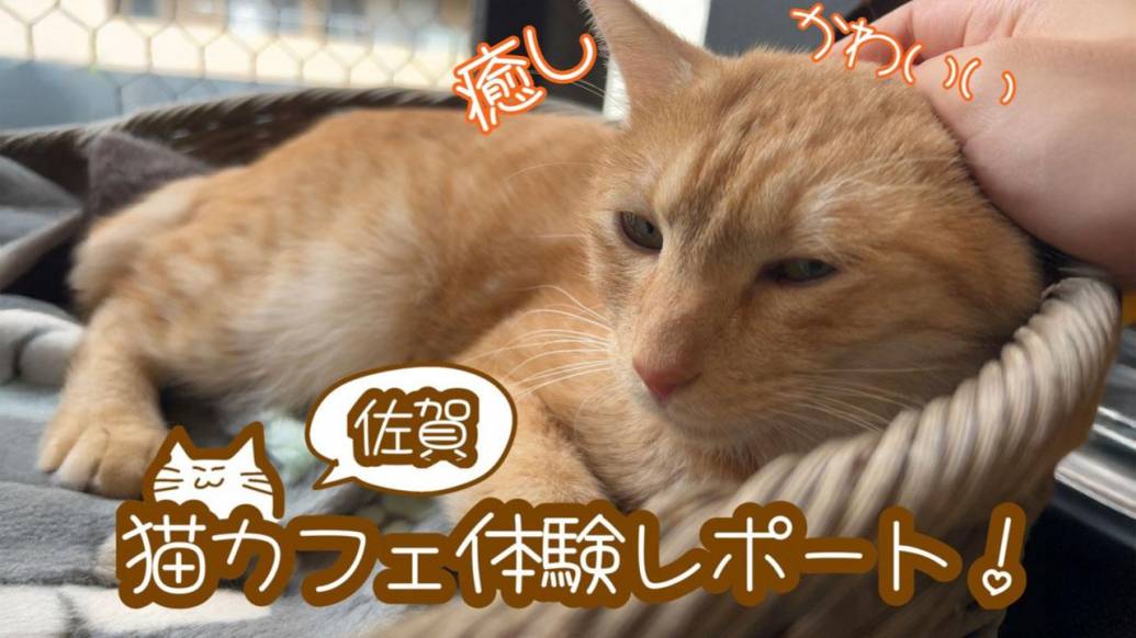 猫好きさん必見！可愛い猫たちに癒される佐賀の保護猫カフェを紹介