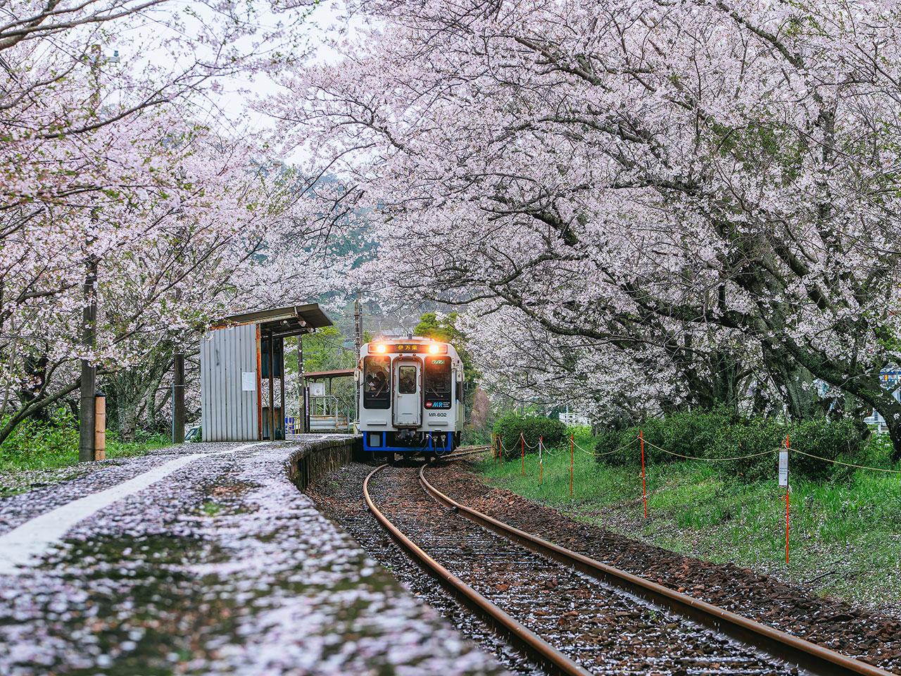 sakura2025_02.jpg
