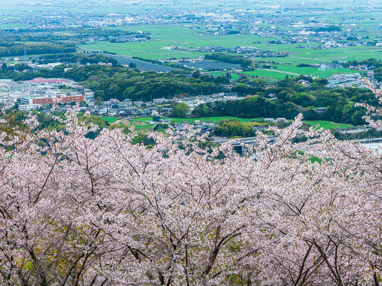 sakura2025_04.jpg