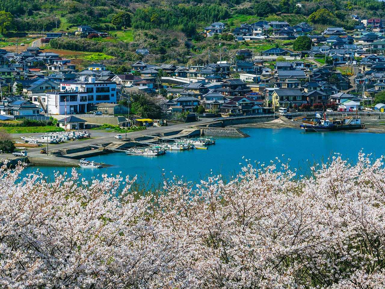 sakura2025_05.jpg