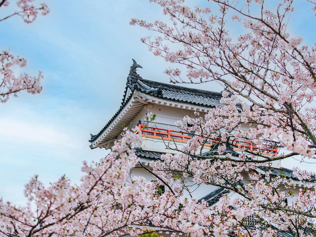 sakura2025_06.jpg