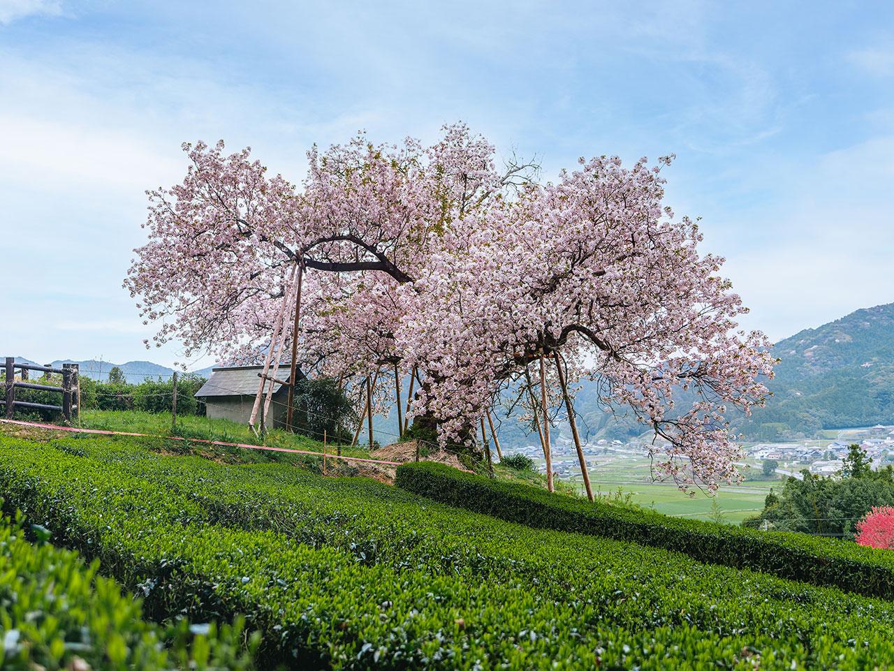 sakura2025_07.jpg