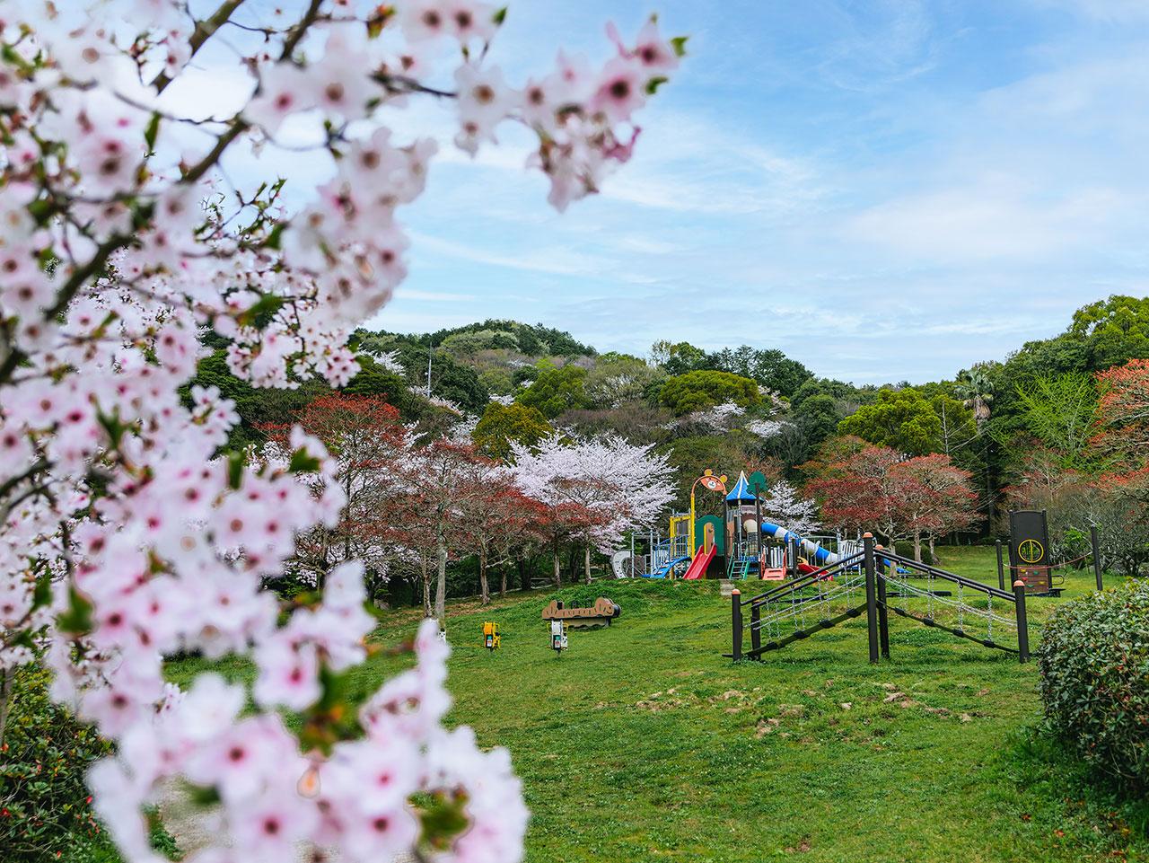 sakura2025_12.jpg