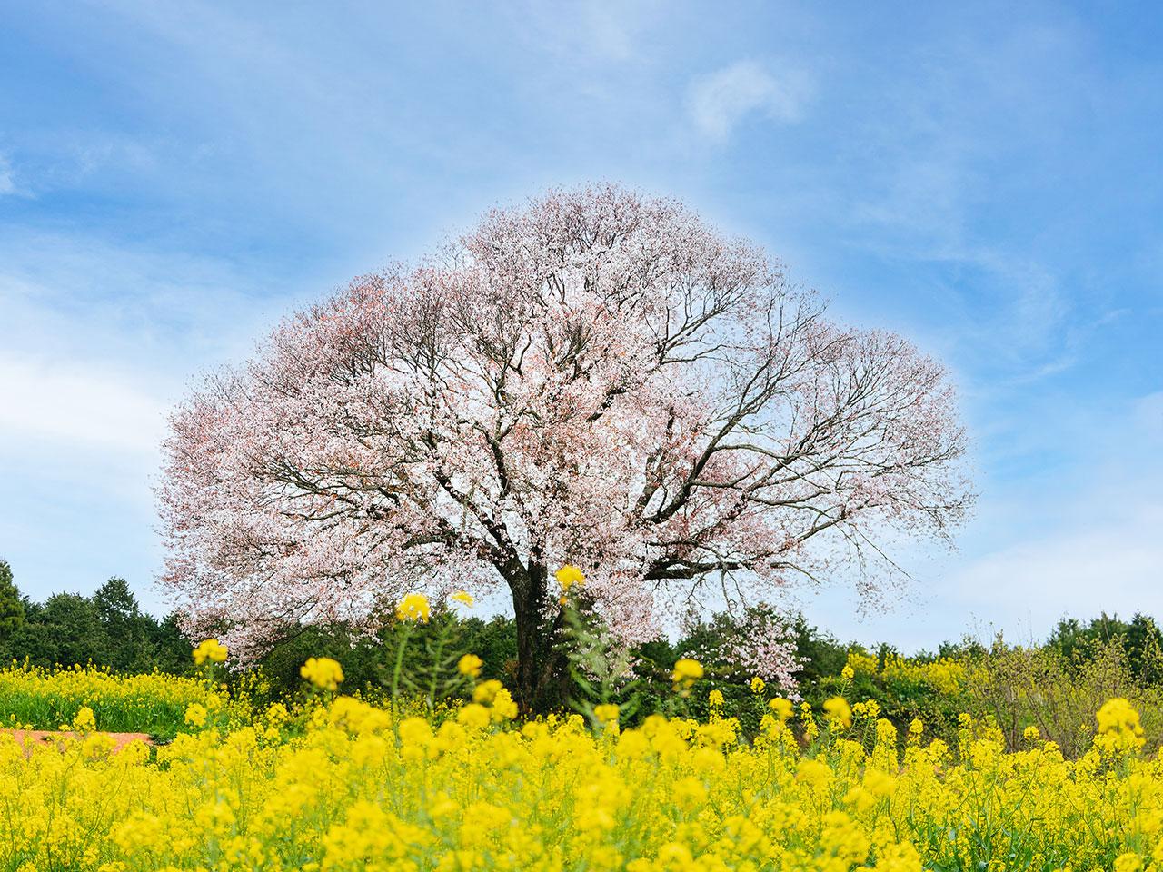 sakura2025_13.jpg