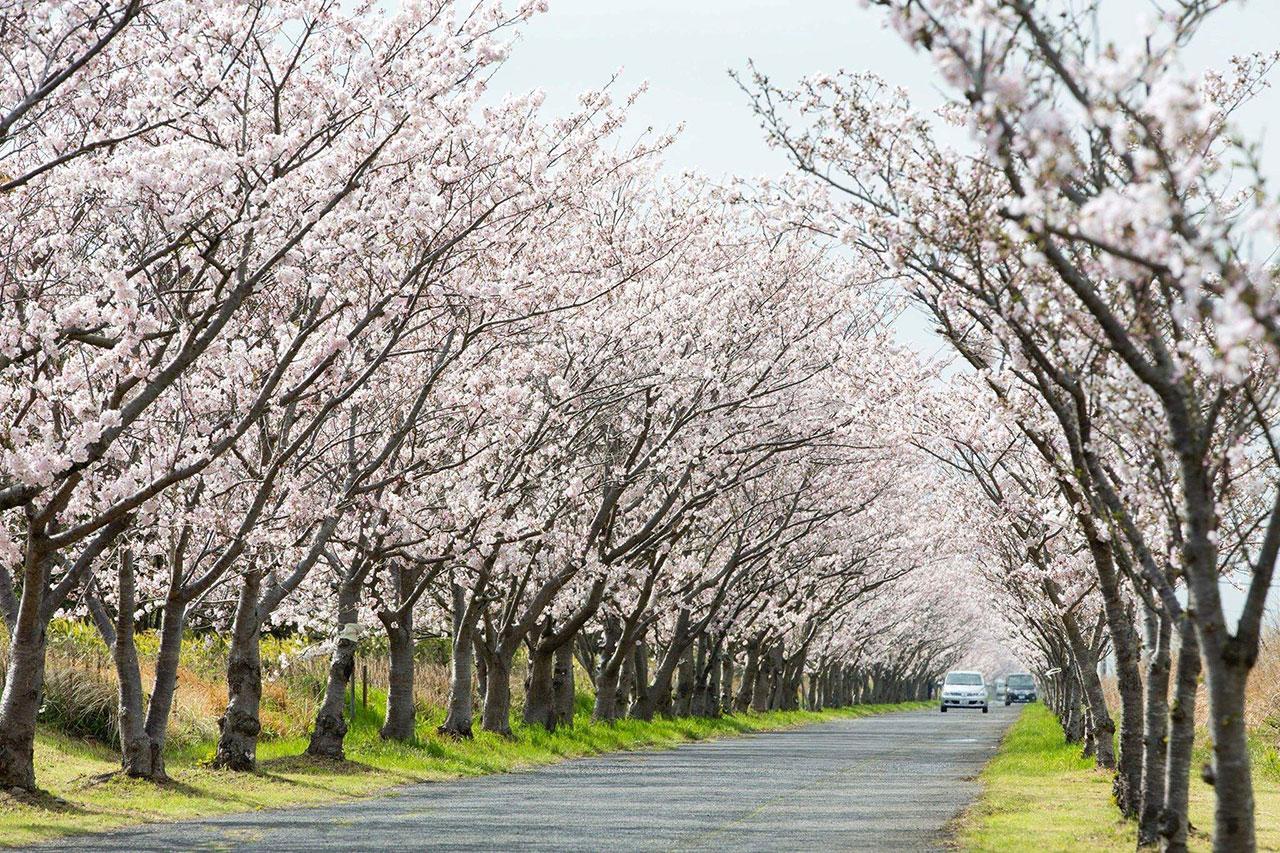 sakura2025_14.jpg