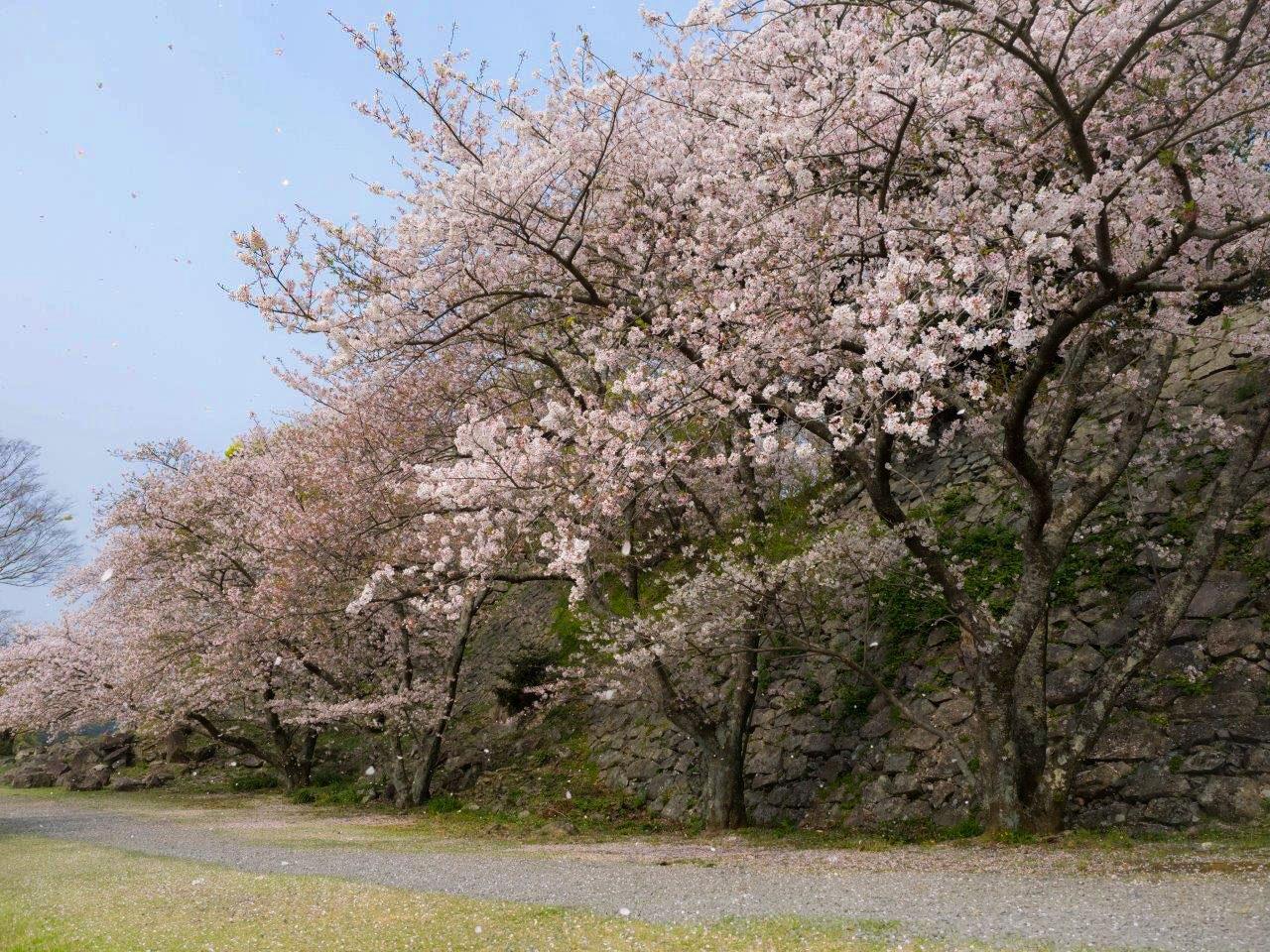 sakura2025_15.jpg