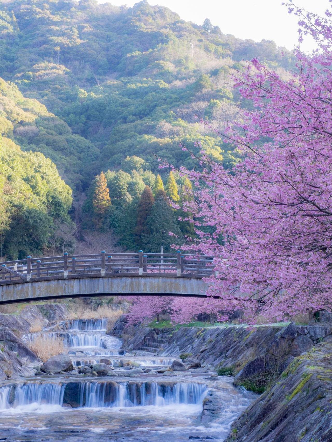 sakura2025_16.jpg