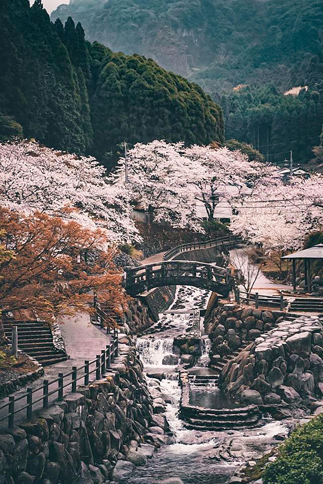 sakura2025_17.jpg