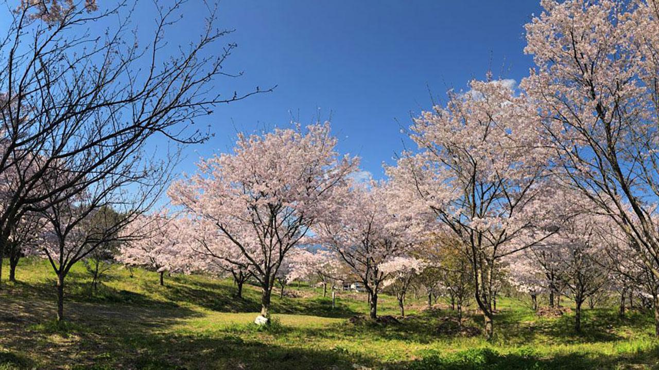 sakura2025_18.jpg