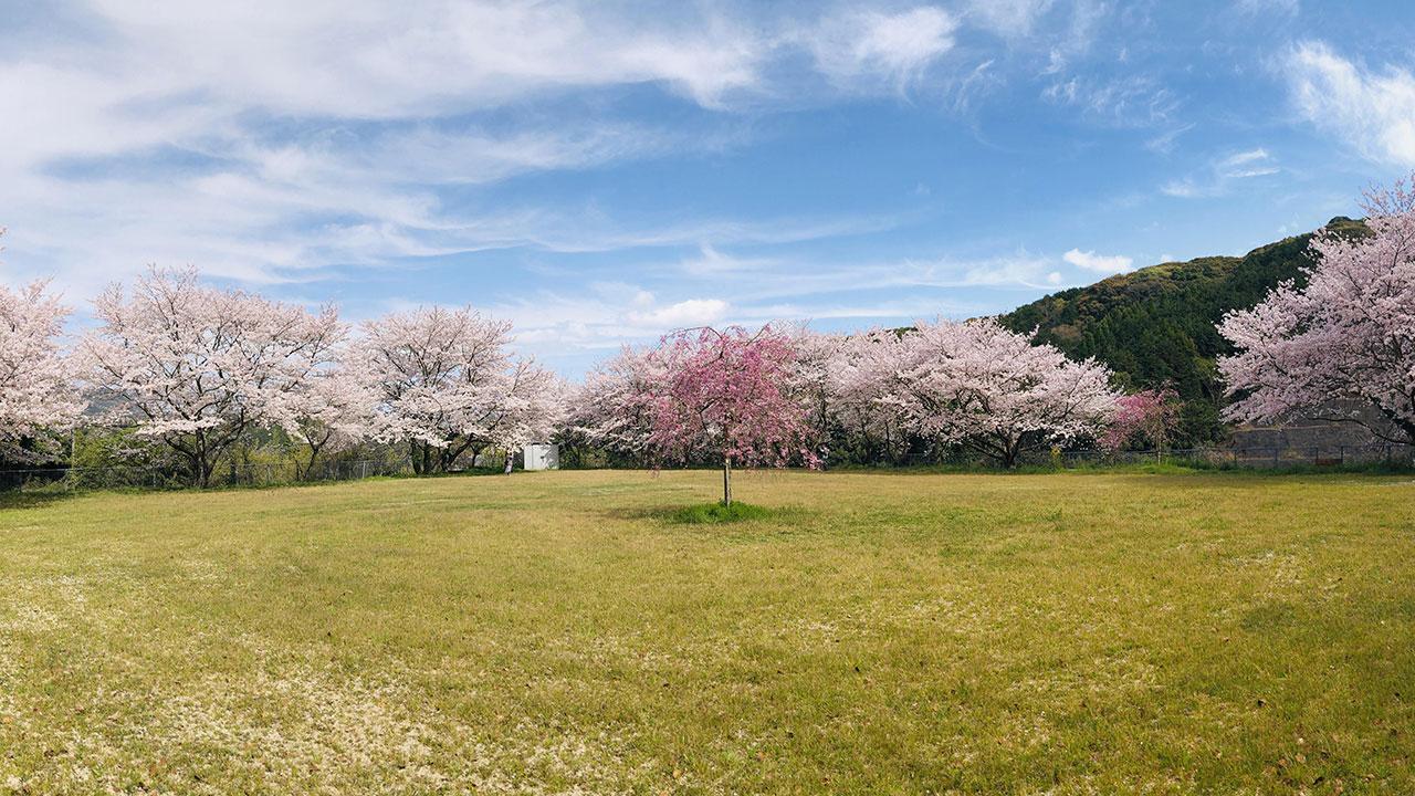 sakura2025_21.jpg