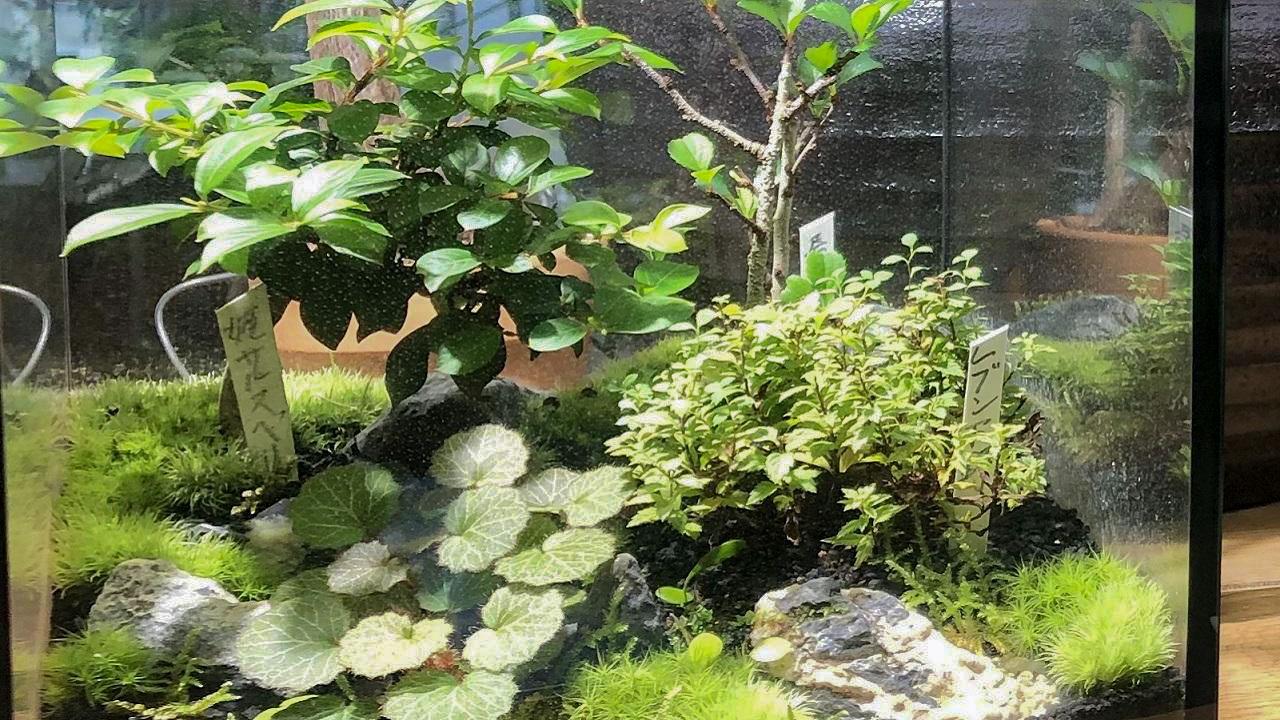 若い女性に人気！自宅で簡単に育てる「苔テラリウム」の魅力とは