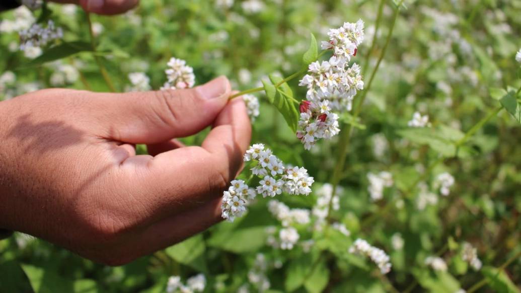 北山蕎麦を絶やさず繋ぐ。農家が営む蕎麦屋「木漏れ陽」の歴史と想いに密着。