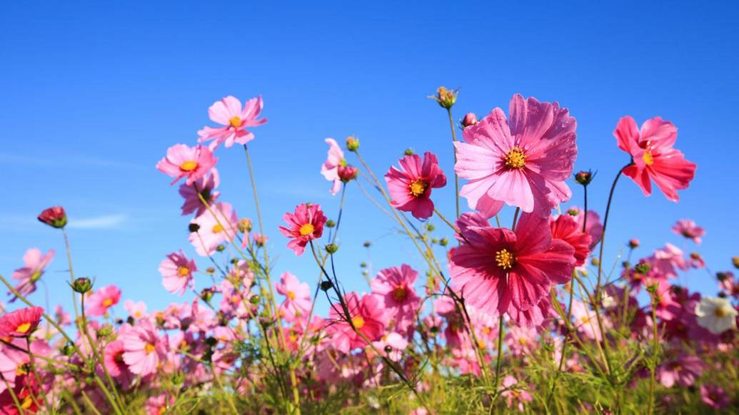 佐賀のコスモス畑５選！秋の絶景を見に行こう【2025】
