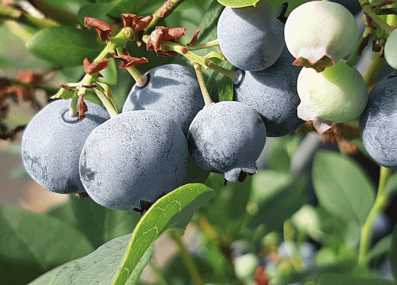 IMARI BLUEBERRY FARM_05.png