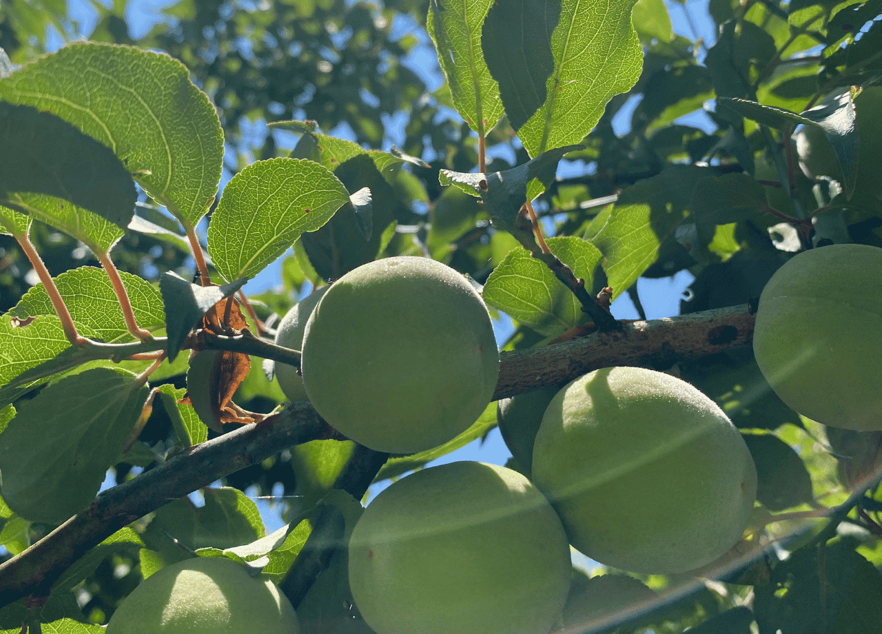 IMARI BLUEBERRY FARM_14.png