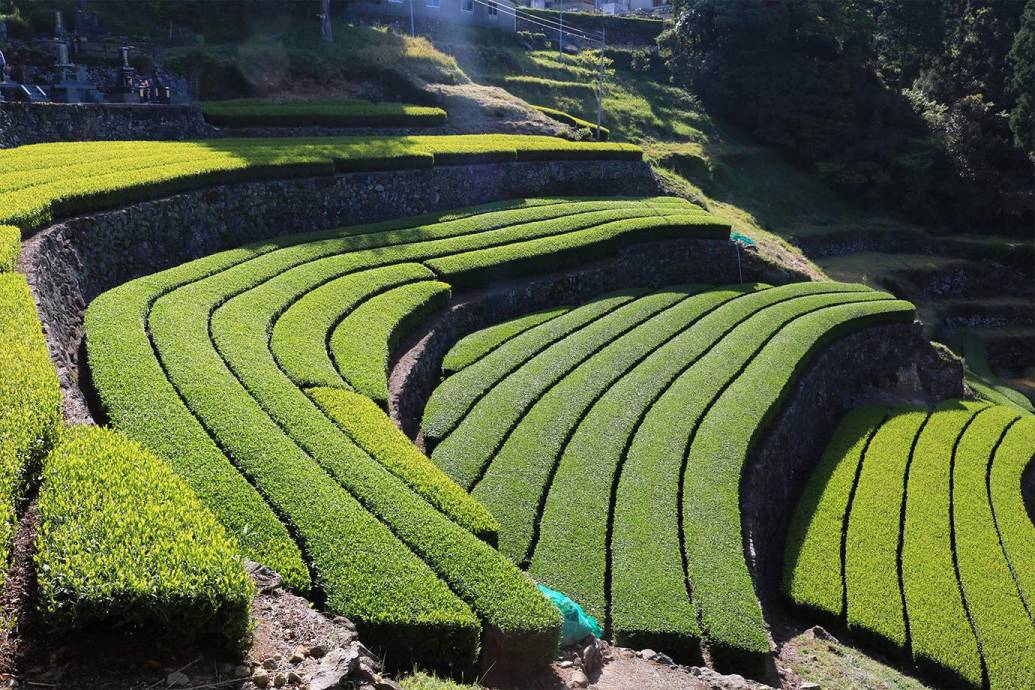 嬉野には茶畑でお茶を愉しめる場所がある?!「茶空間体験」で贅沢な時間を。｜EDITORS SAGA